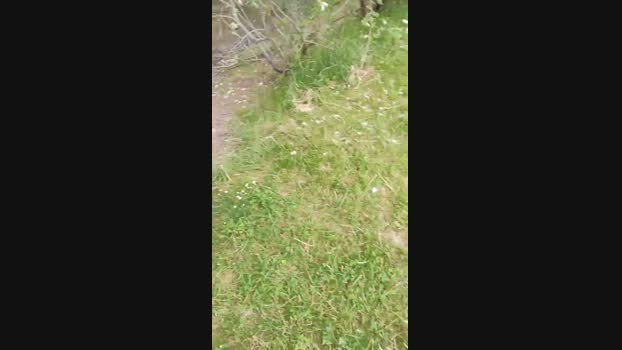 Ptitsexe  24-05-2023 Recorded Video show