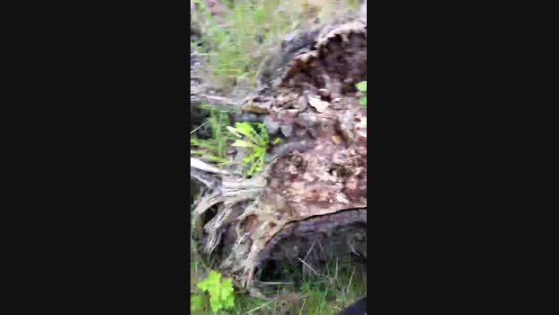 elblover  25-05-2023 Recorded Video show