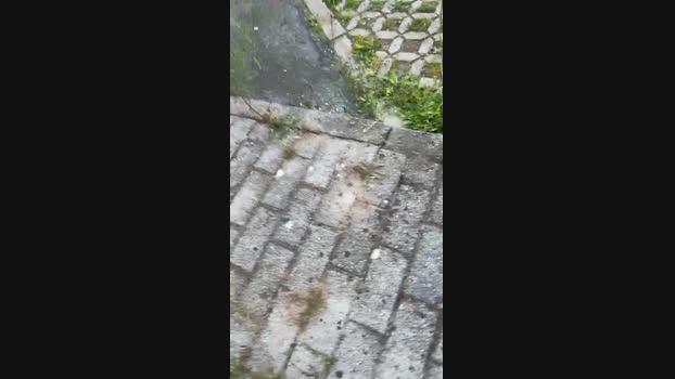 Raffaelelatina  31-05-2023 Recorded Video analsex