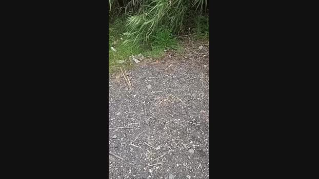 livenews1  05-06-2023 Recorded Video squirt
