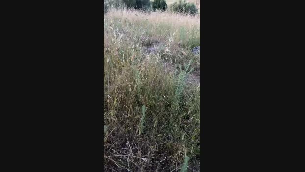 danicloud1  08-06-2023 Recorded Video Topless