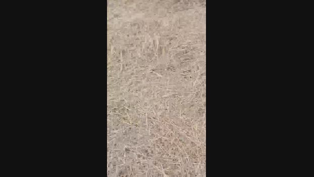 masterfilo74  10-06-2023 Recorded Video fuckme