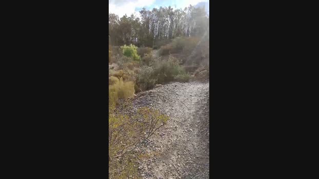 Laoquedad  10-06-2023 Recorded Video blowjob