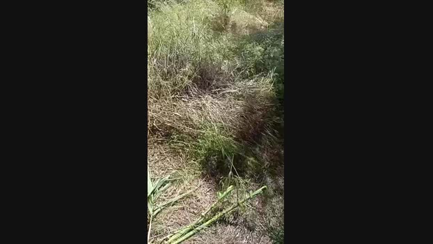 marcoroma57  11-06-2023 Recorded Video show