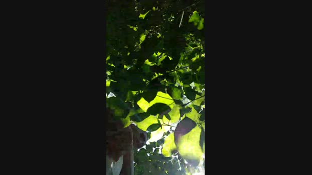 Porcone9494  12-06-2023 Recorded Video amateur