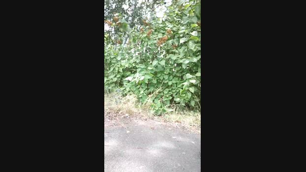 Gravita40  13-06-2023 Recorded Video twink
