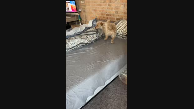 Barebackheat  18-06-2023 Recorded Video lush