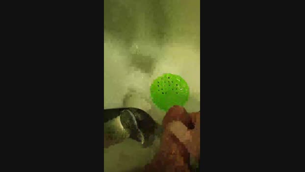 juanpohot  19-06-2023 Recorded Video jerking