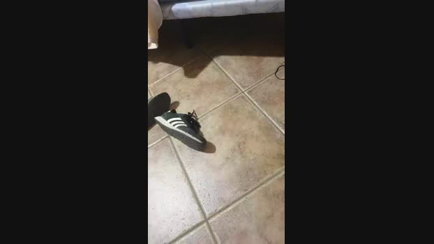 4pollaparati  21-06-2023 Recorded Video analsex