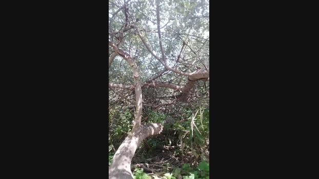 Morbojack  24-06-2023 Recorded Video harddick