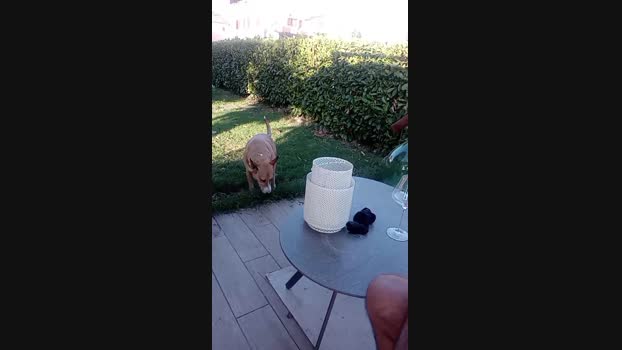 occhifun  25-06-2023 Recorded Video hardcock