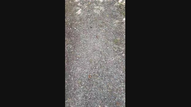 Minipic  03-07-2023 Recorded Video legs