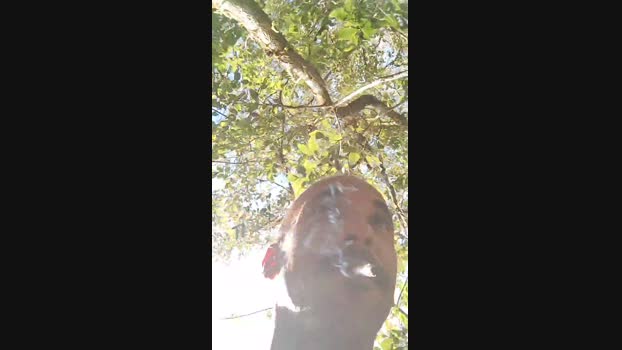 Activeman  08-07-2023 Recorded Video squirt