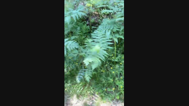 Tony2575  09-07-2023 Recorded Video bigdick