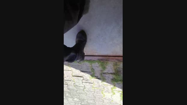 Celocam  13-07-2023 Recorded Video suckcock