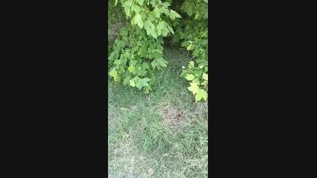 marcoroma57  15-07-2023 Recorded Video Recorded