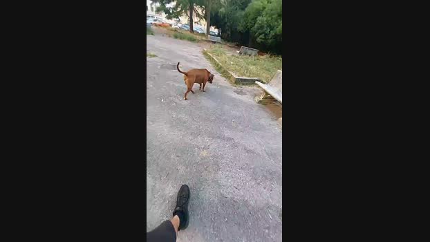 Lurio  21-07-2023 Recorded Video Ass