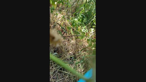 bisa52  22-07-2023 Recorded Video fuckface