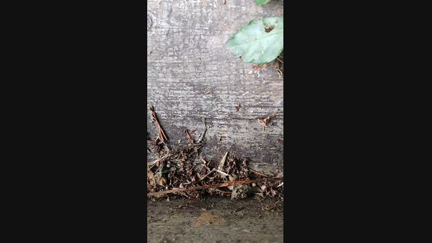 Fragolone4  24-07-2023 Recorded Video fuckface