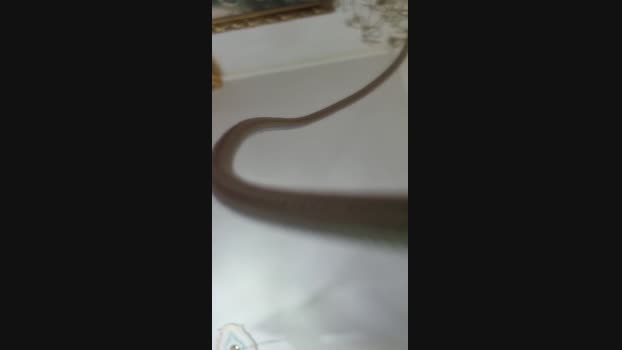cazzo4873  24-07-2023 Recorded Video fuck