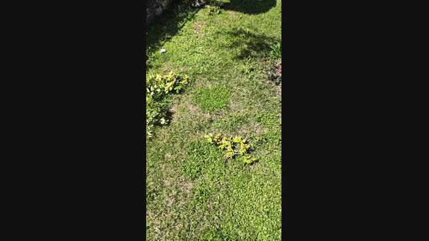 Looper72  28-07-2023 Recorded Video cute
