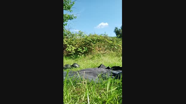 Michsteff  15-08-2023 Recorded Video Porn