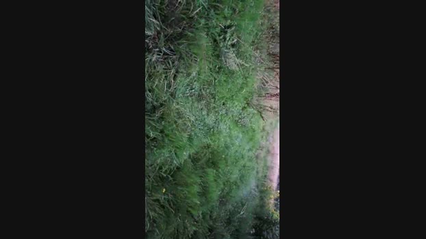 monsterlover  21-08-2023 Recorded Video suckcock