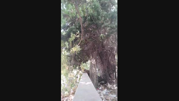 Morbojack  25-08-2023 Recorded Video harddick