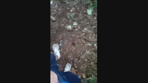 Korigo  28-08-2023 Recorded Video gag