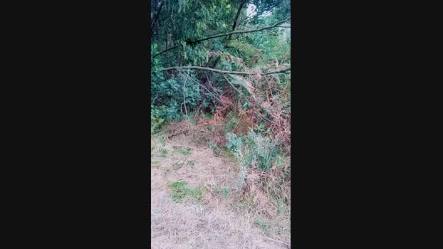 Yose1991  30-08-2023 Recorded Video legs