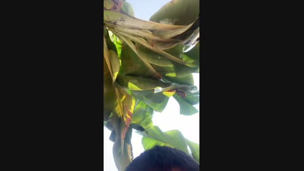 Pedrocam140503  17-09-2023 Recorded Video bigcock
