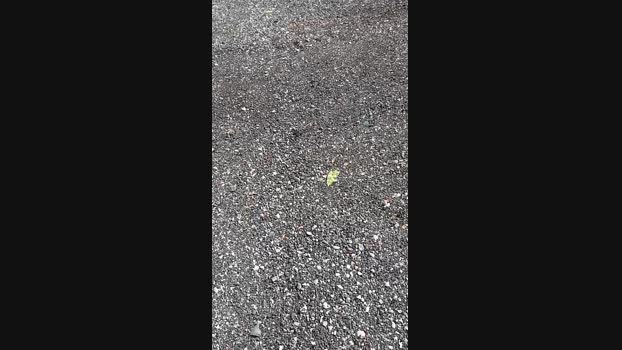 marcoroma57  24-09-2023 Recorded Video jackoff