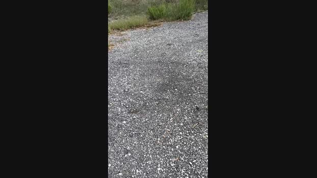 marcoroma57  24-09-2023 Recorded Video gag