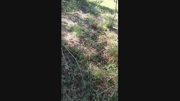 marcoroma57  24-09-2023 Recorded Video harddick