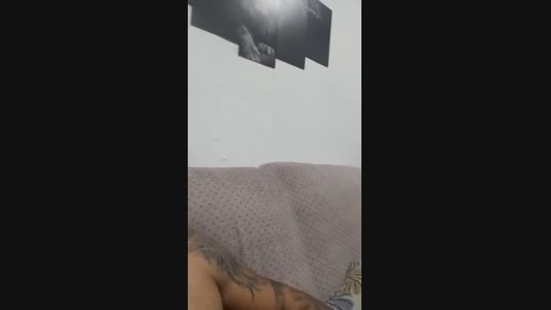 casal_gatos2