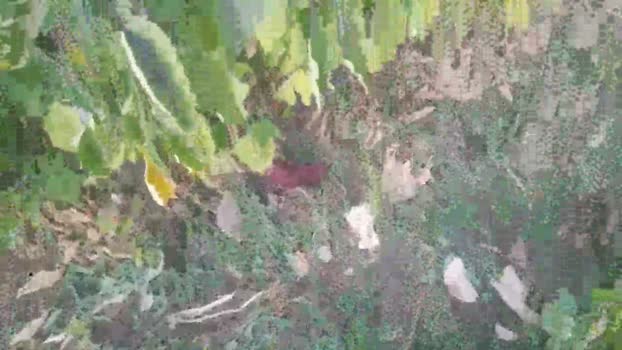 billy1727  19-10-2023 Recorded Video toy