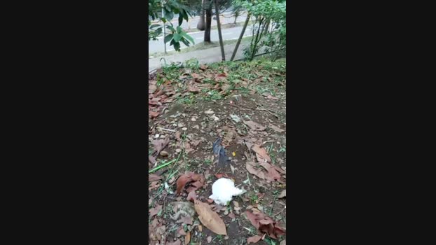 thomas_20fun  20-10-2023 Recorded Video play