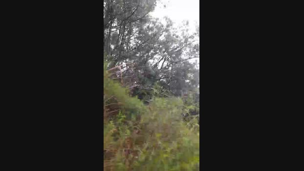 WolffCat  22-10-2023 Recorded Video handsome