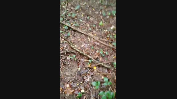 lausansex1  26-10-2023 Recorded Video harddick