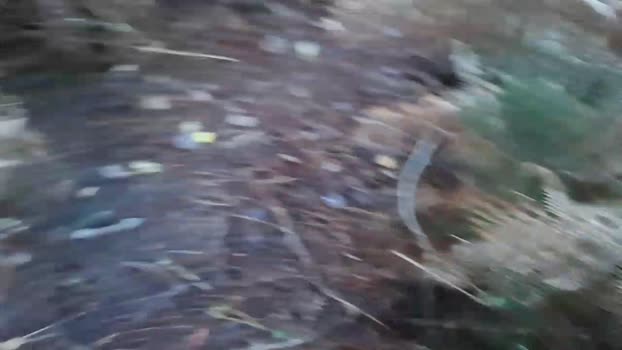 Cuni40  30-10-2023 Recorded Video bigballs