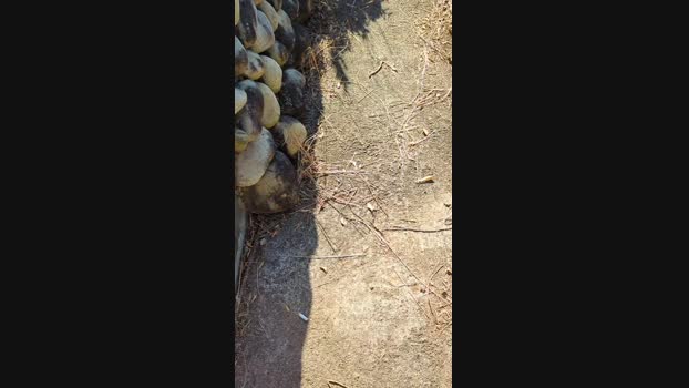 tarcton78  11-11-2023 Recorded Video Topless