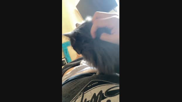 meedno  13-11-2023 Recorded Video handsome