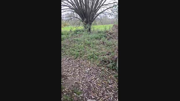 monsterlover  19-11-2023 Recorded Video lick