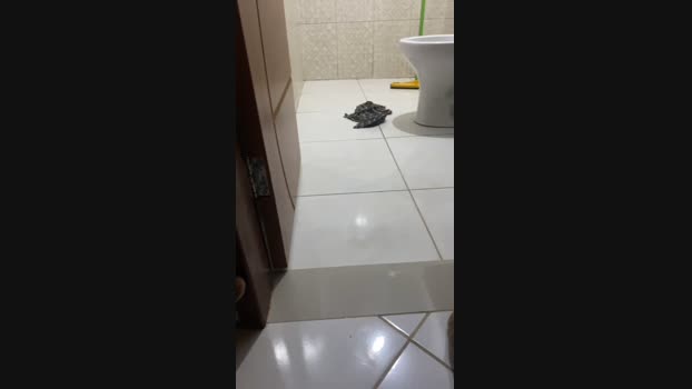 pretinhobasico8