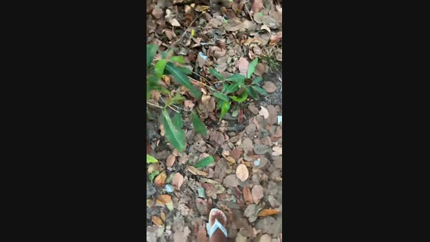 Nado1santos  23-11-2023 Recorded Video kinky