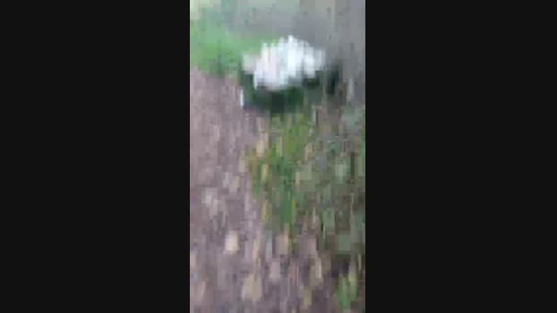 baby052  26-11-2023 Recorded Video Download