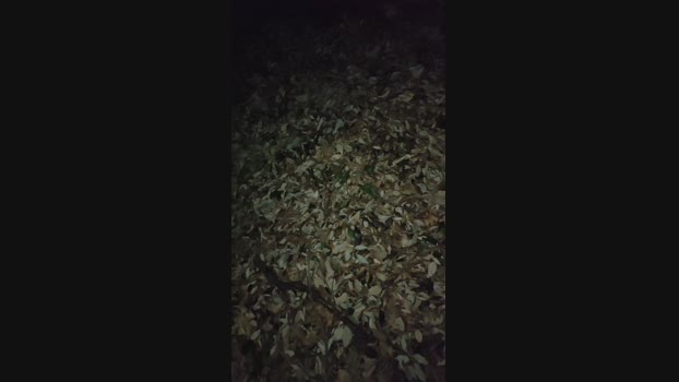 BeppeCansado 30-11-2023 Recorded Video amateur