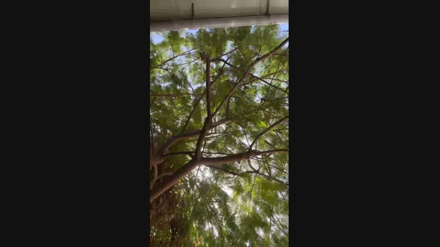 the_sweet_kingg 14-12-2023 Recorded Video natural