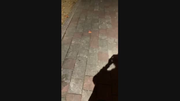 Foxfoxfox 05-01-2024 Recorded Video sweet