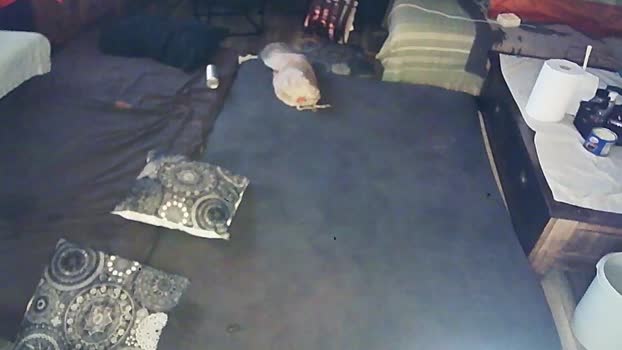 SchagenNH 13-01-2024 Recorded Video beautiful